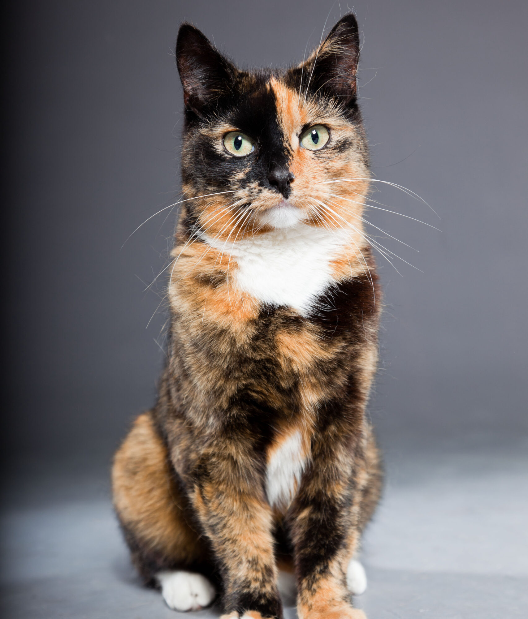 Beautiful young brown black white spotted cat. Beautiful young brown black white spotted cat isolated on grey background. Studio shot.