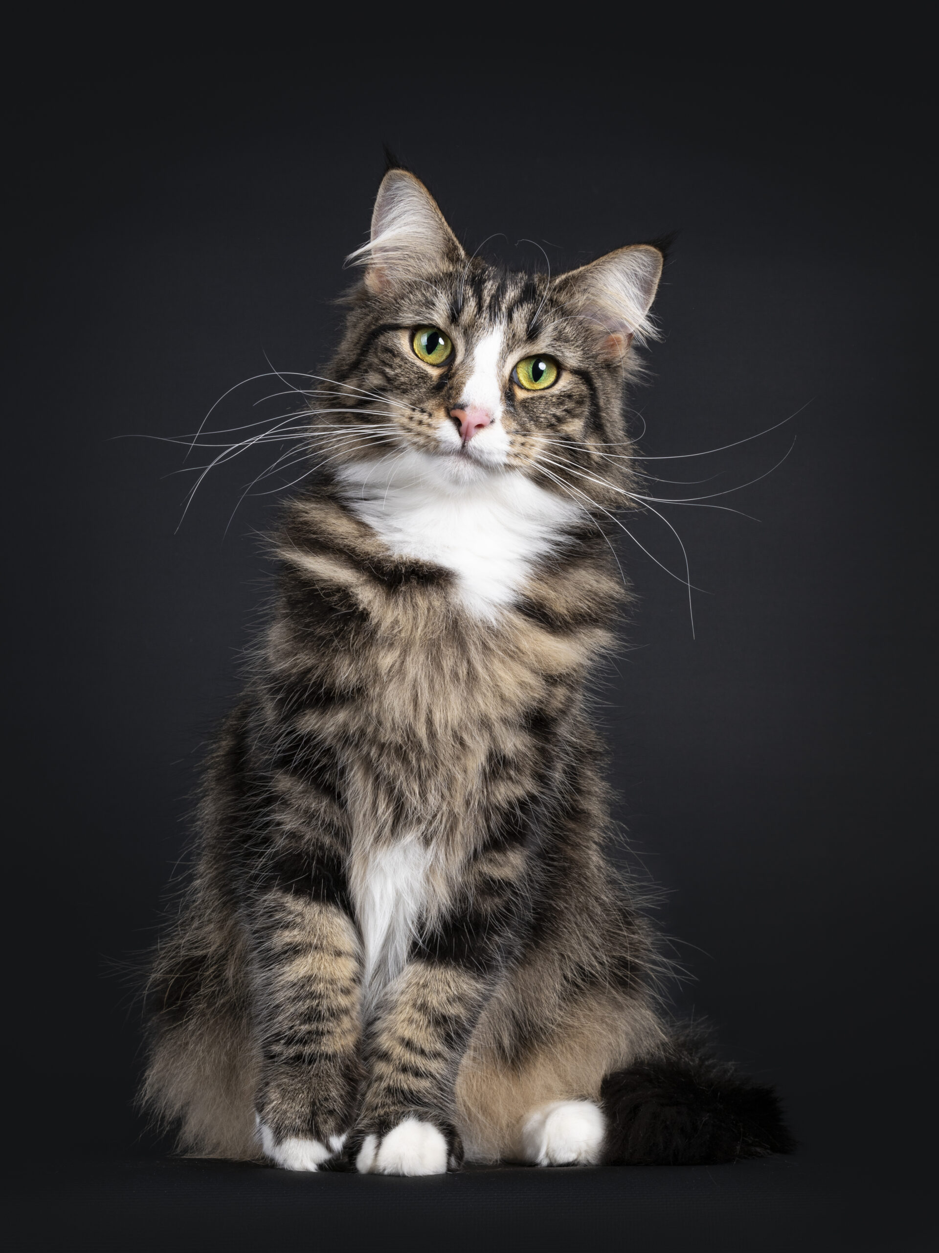 Black tabby blotched Norwegian Forestcat on black background Majestic young adult black tabby blotched Norwegian Forestcat, sitting facing front. Looking curious straight to camera with yellow / green eyes. Isolated on a black background. One paw playful in air.