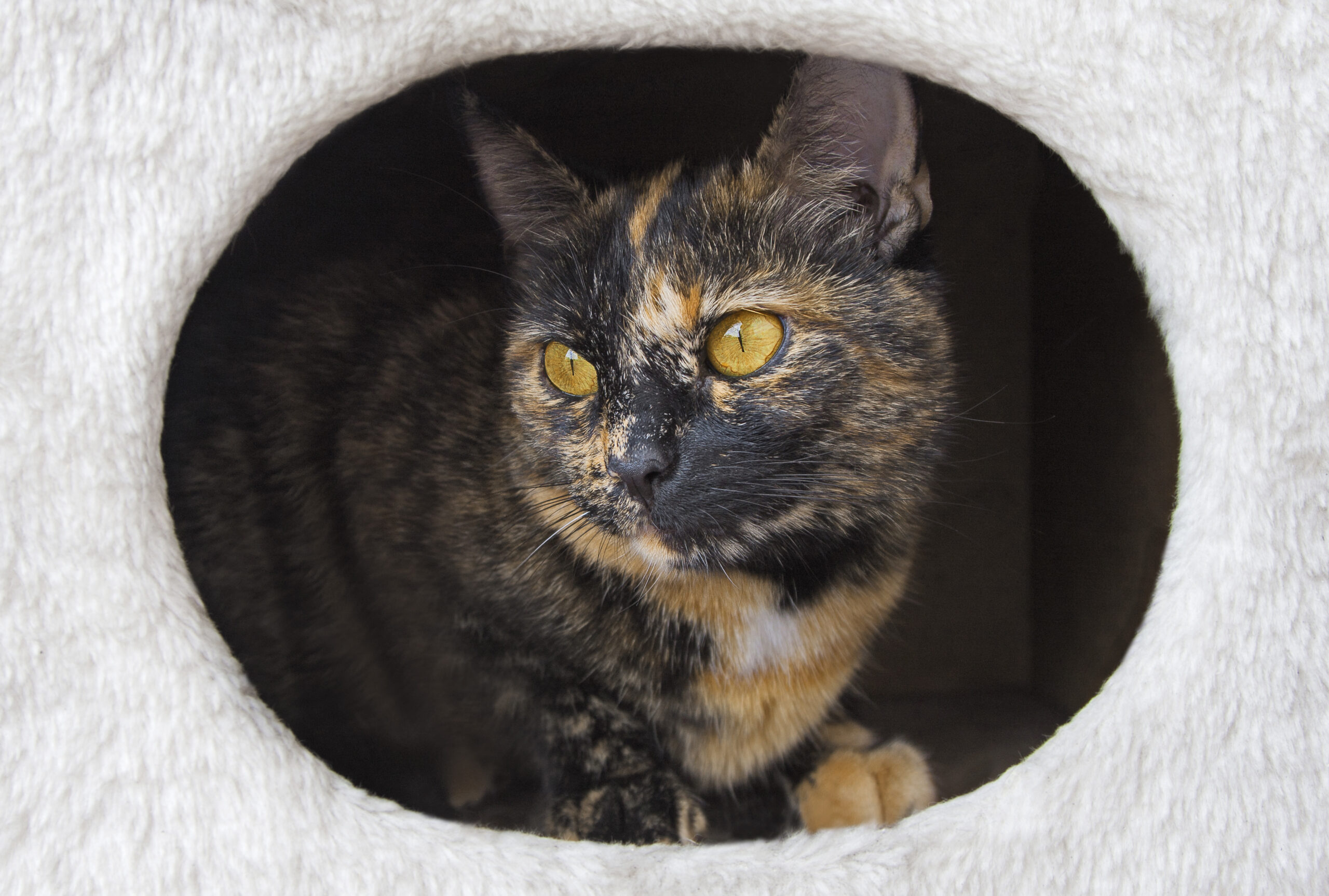 cat in your house photograph shows a cat with big yellow eyes sitting in your house