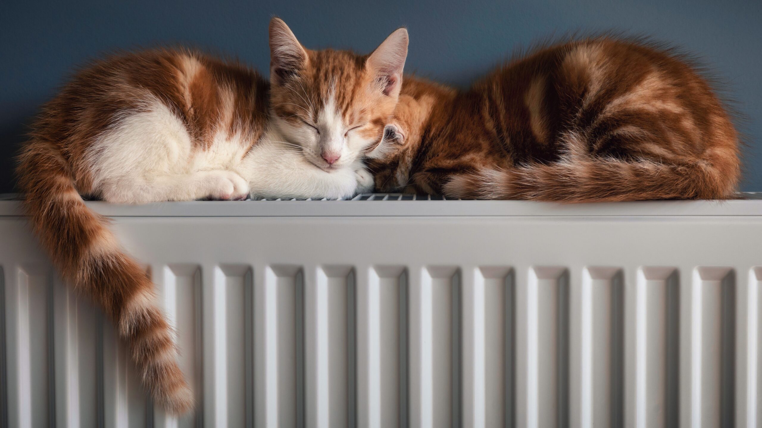 A closeup shot of two cats sleeping together on the white radiator